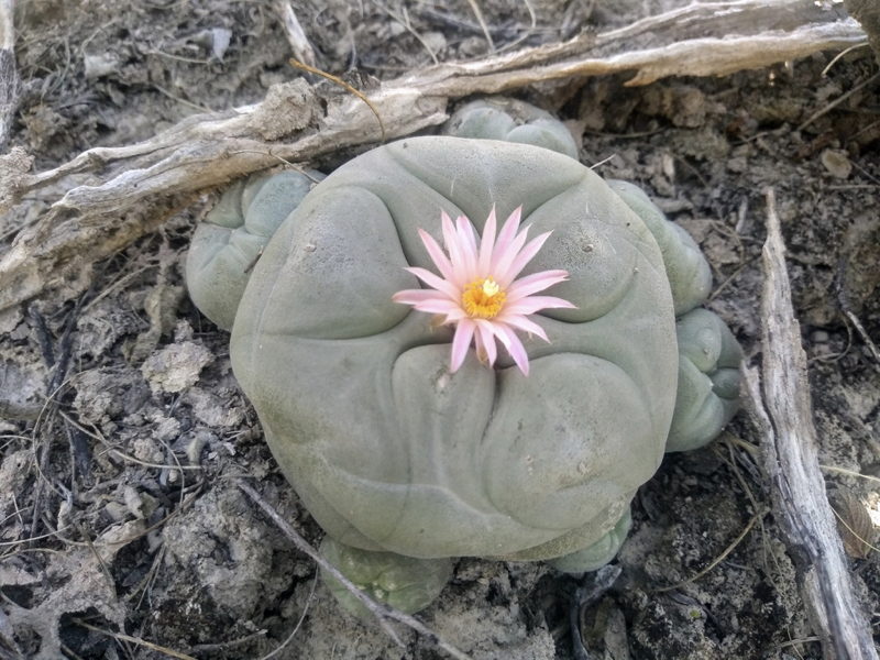 Lophophora diffusa