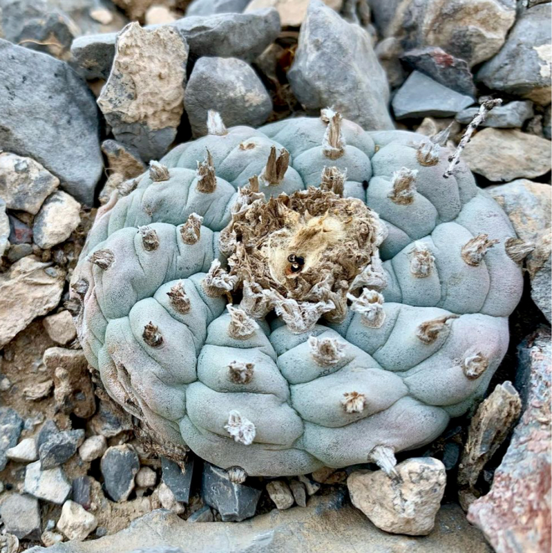 Lophophora williamsii