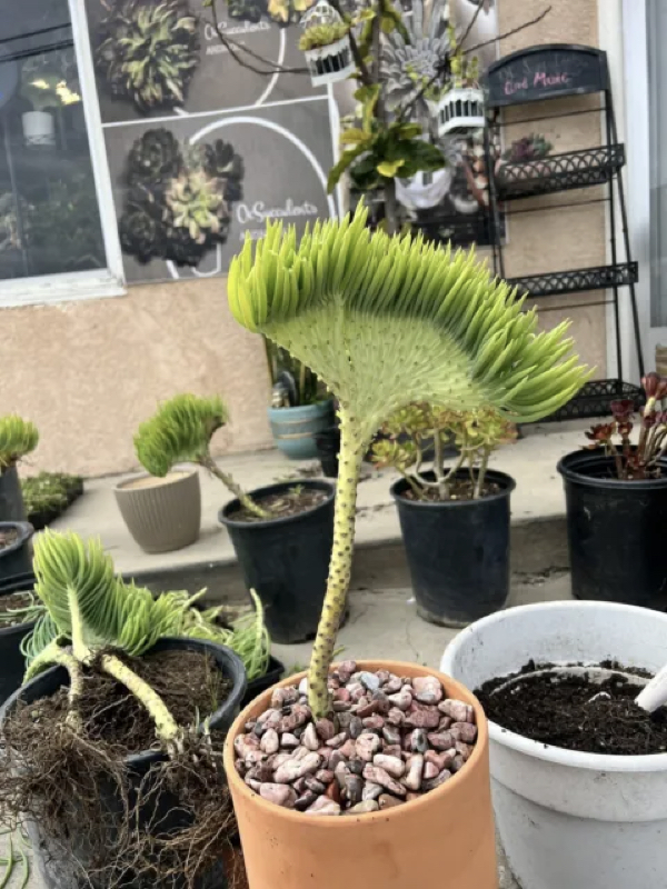 Long stem Mermaid Tail