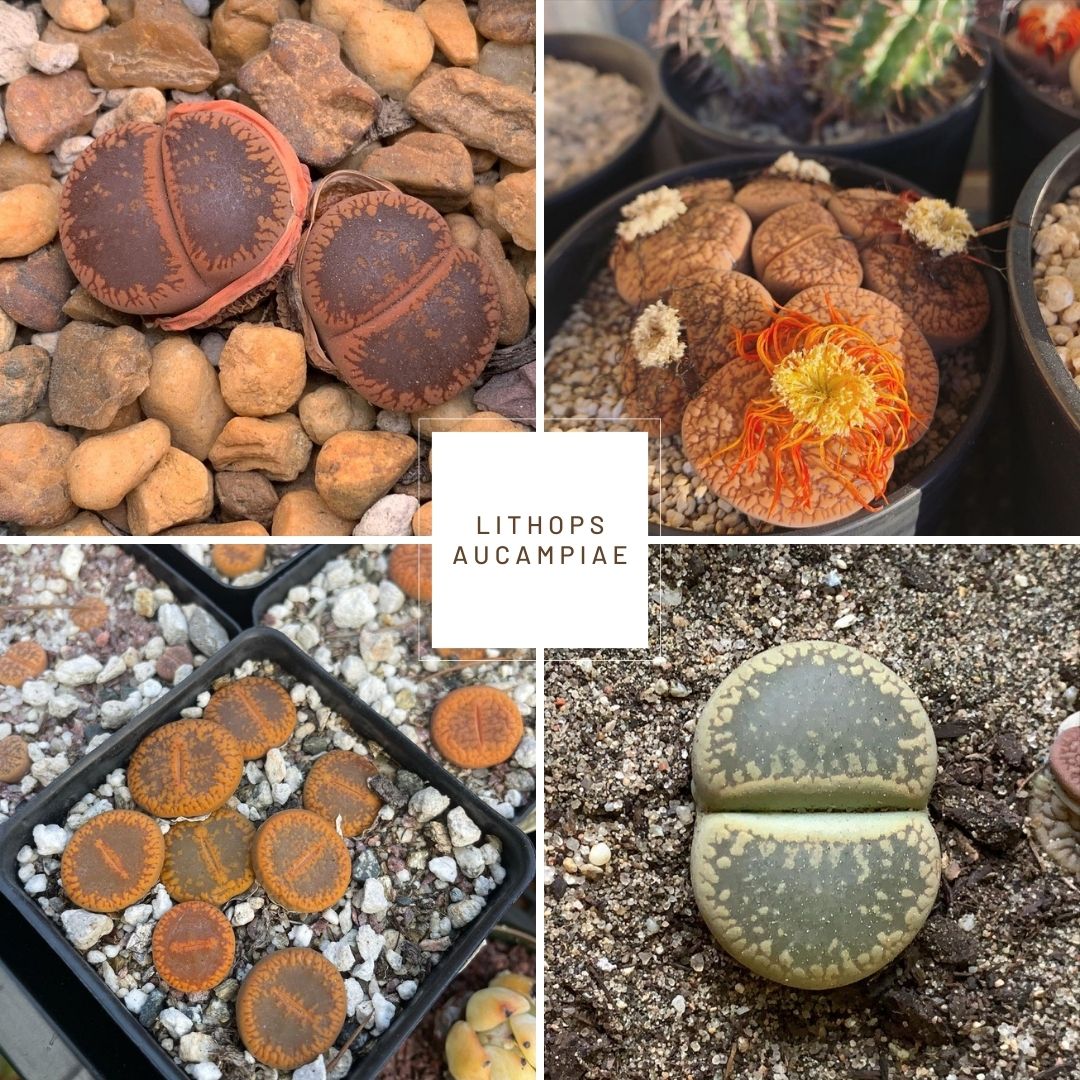 Lithops aucampiae