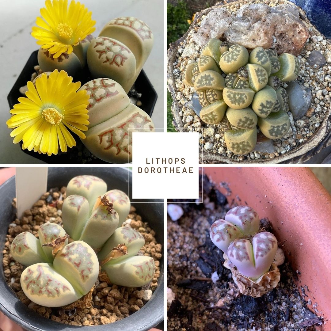 Lithops dorotheae