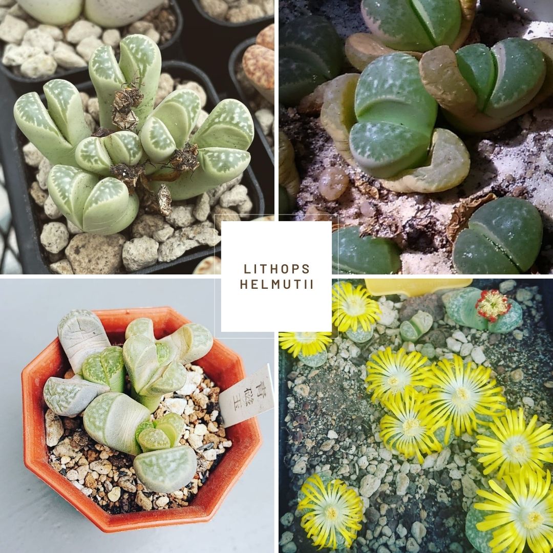 Lithops helmutii