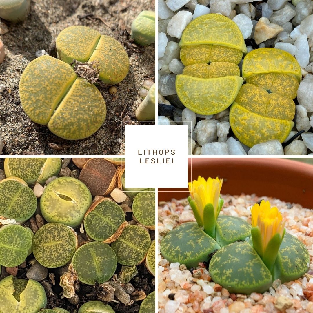 Lithops lesliei