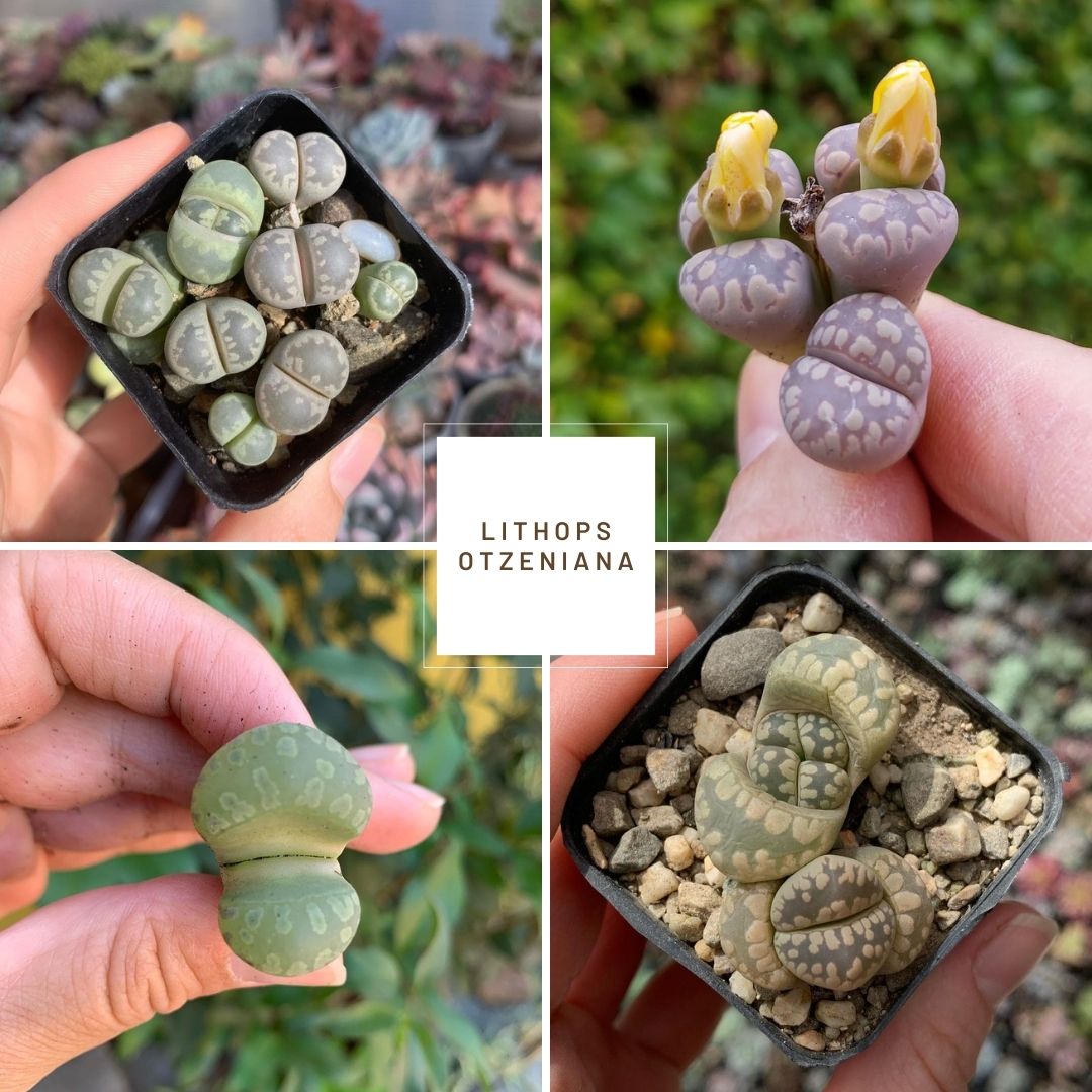 Lithops otzeniana