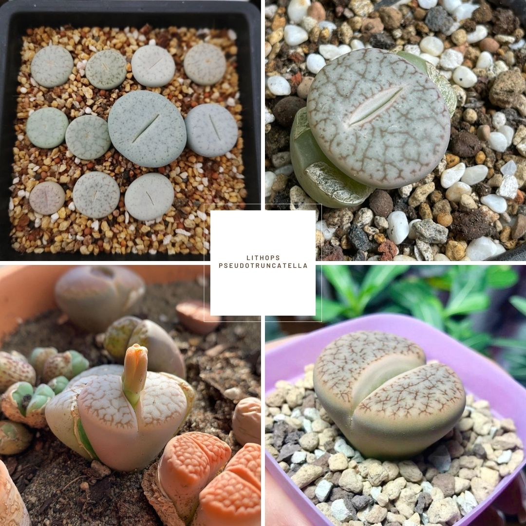 Lithops pseudotruncatella