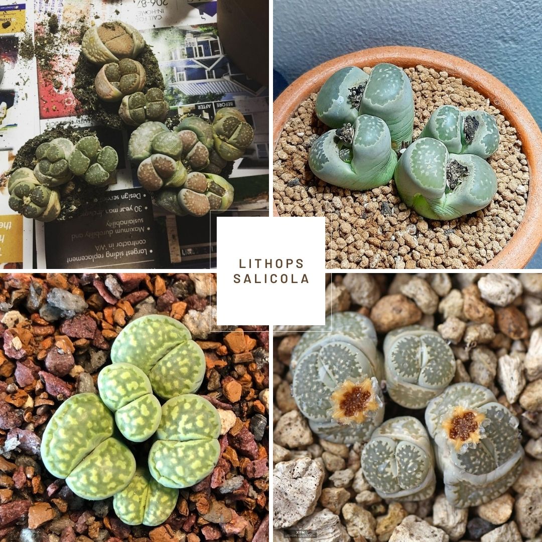 Lithops salicola