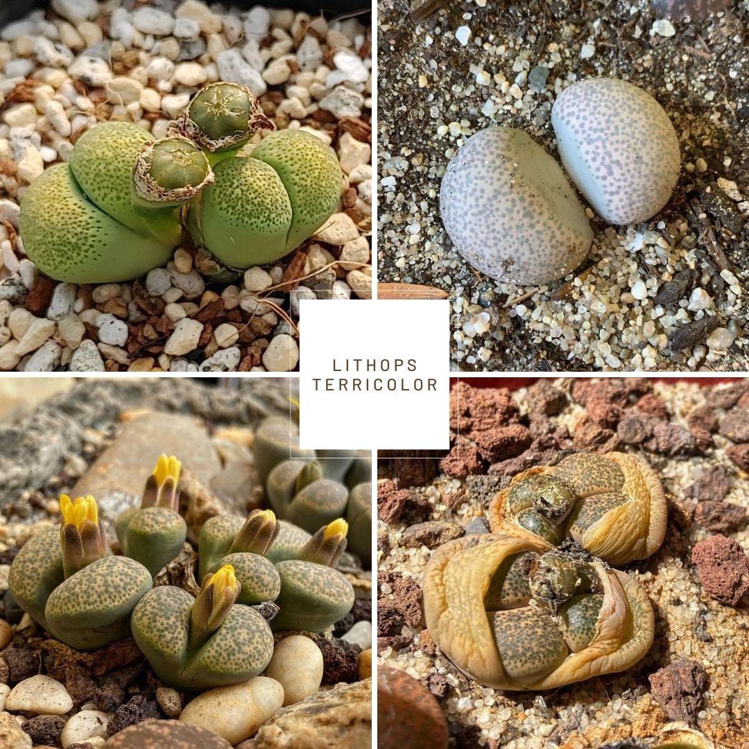 Lithops terricolor, Lithops localis