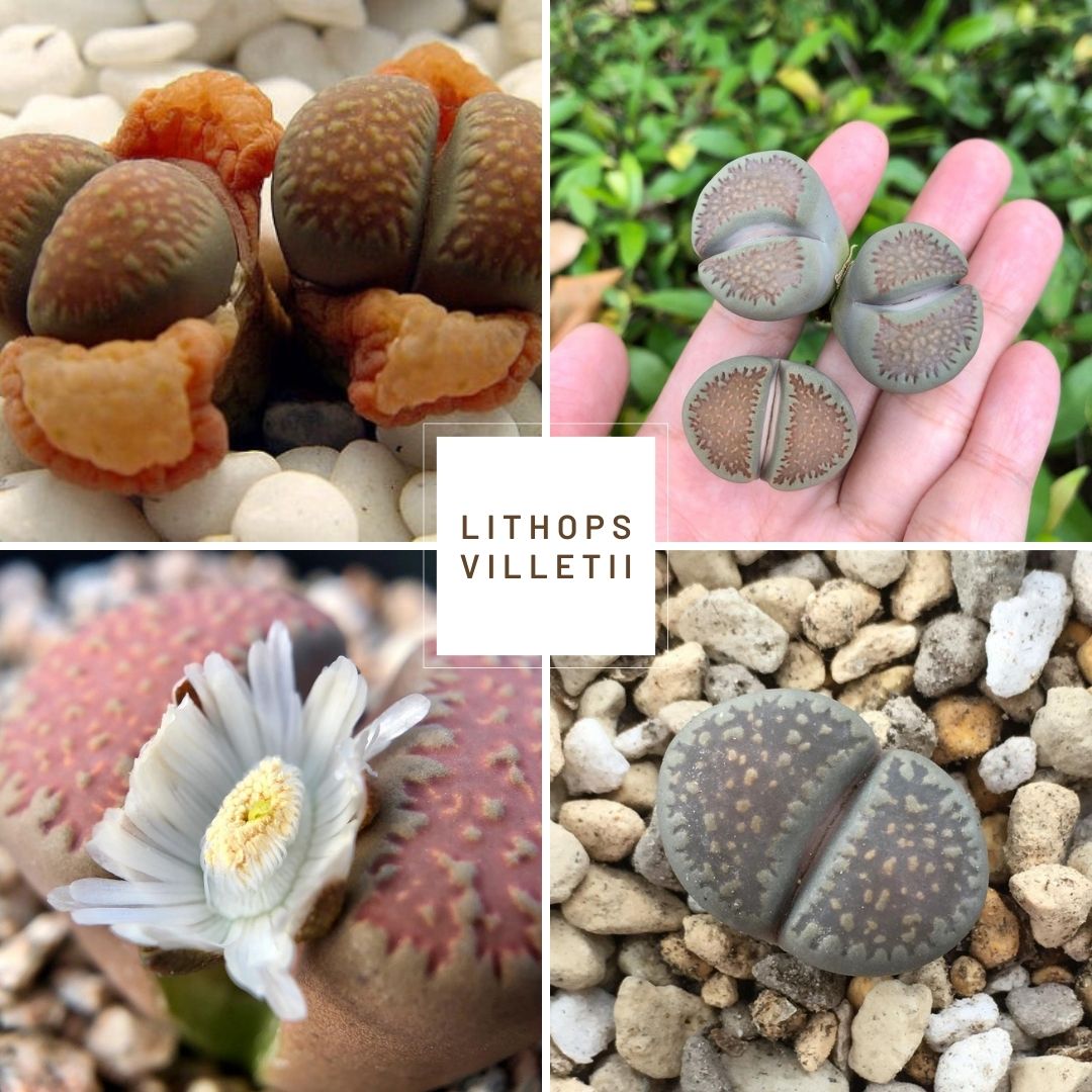 Lithops villetii