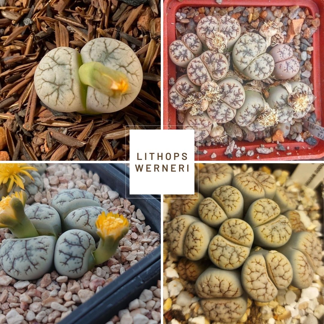 Lithops werneri