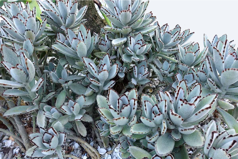 Panda Plant Bush