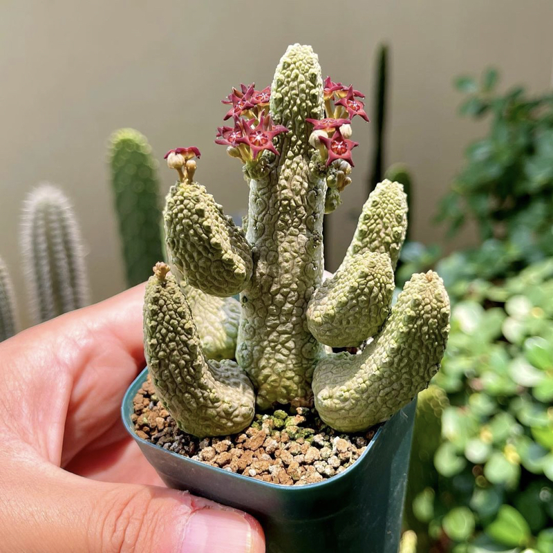 Pseudolithos caput-viperae
