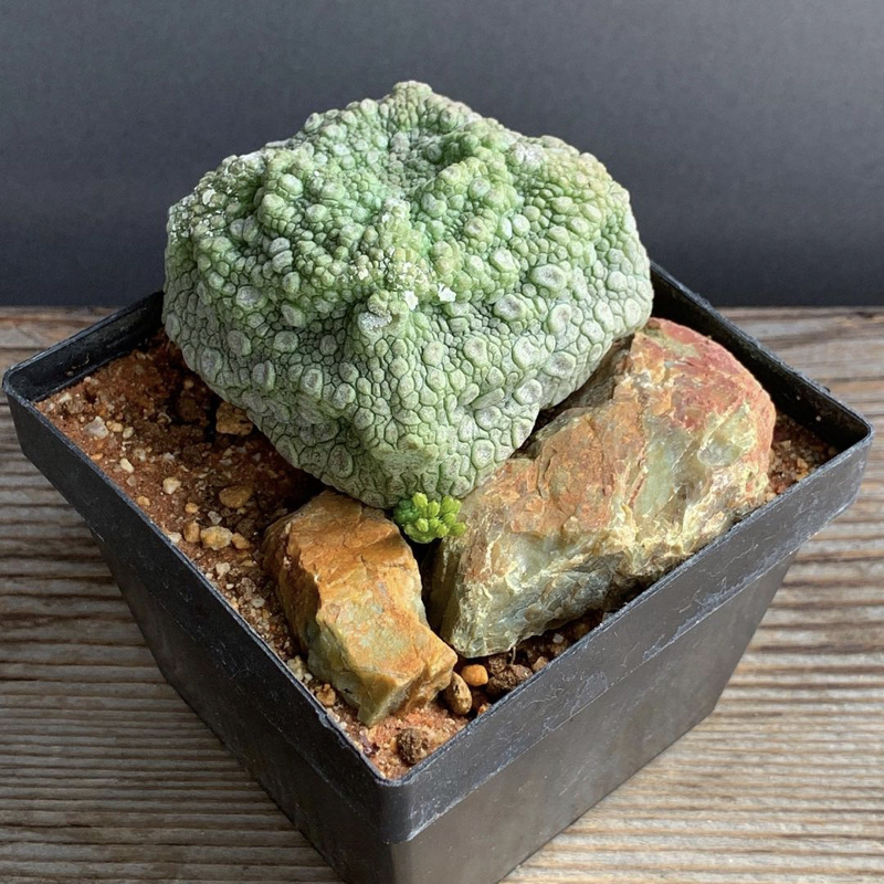 Pseudolithos cubiformis