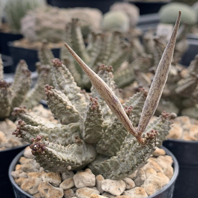 Pseudolithos mccoyi