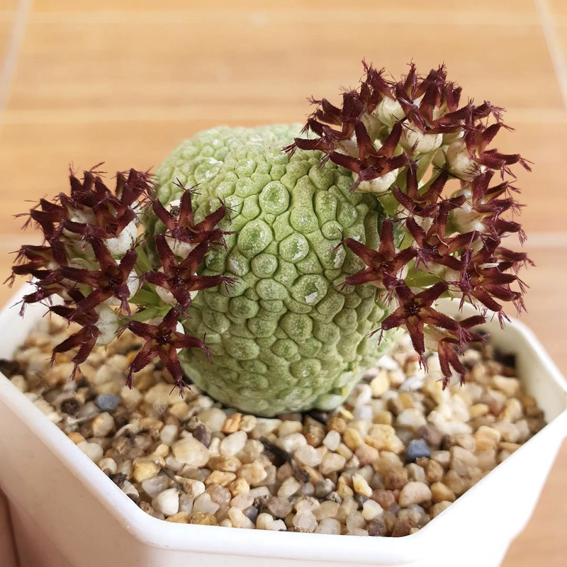 Pseudolithos migiurtinus