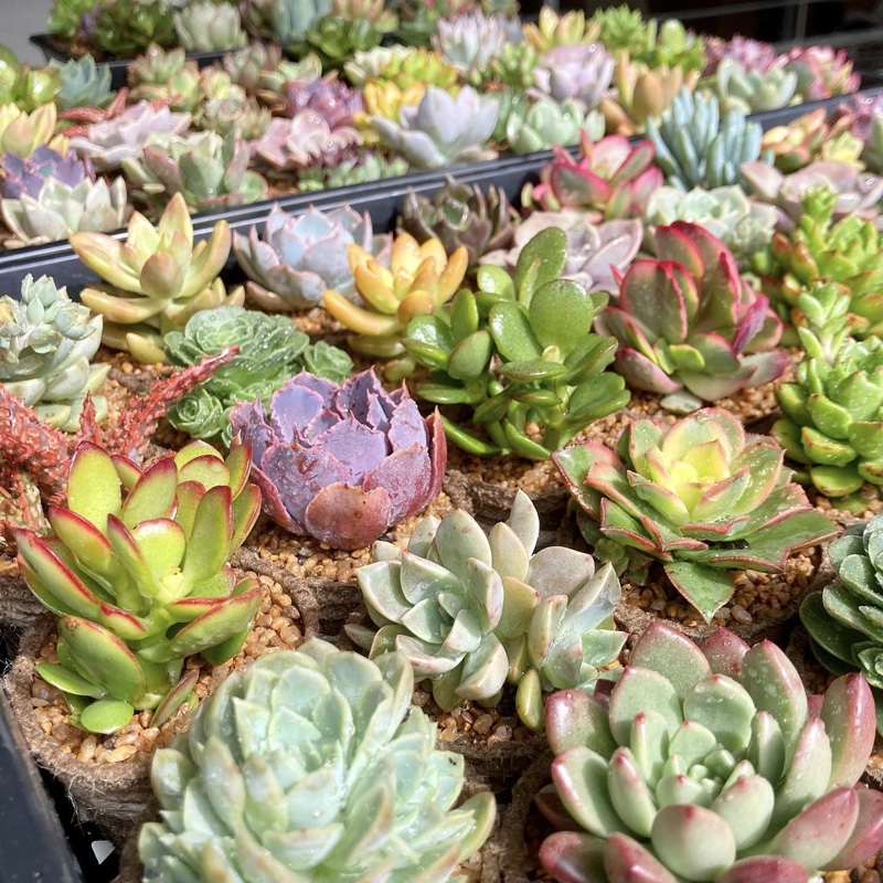 Cover for Resources for Succulents