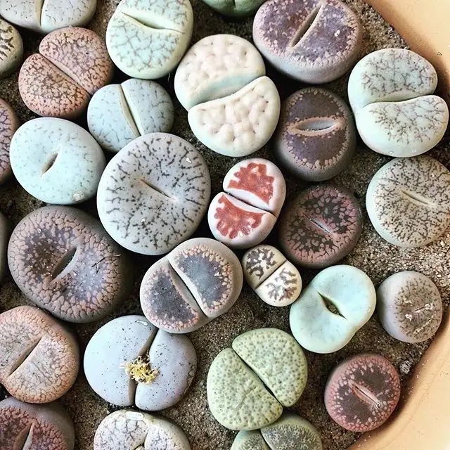 Cover for Secrets for Growing Lithops
