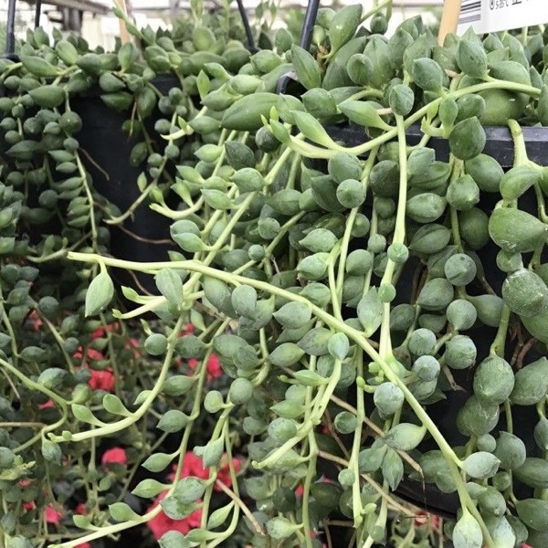 Cover for Senecio Citriformis "String of Tears"