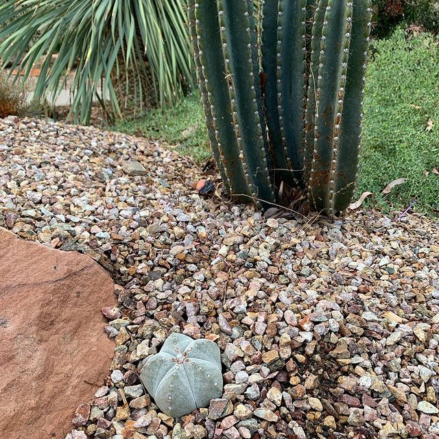 Bishop Hat at Springs Preserve