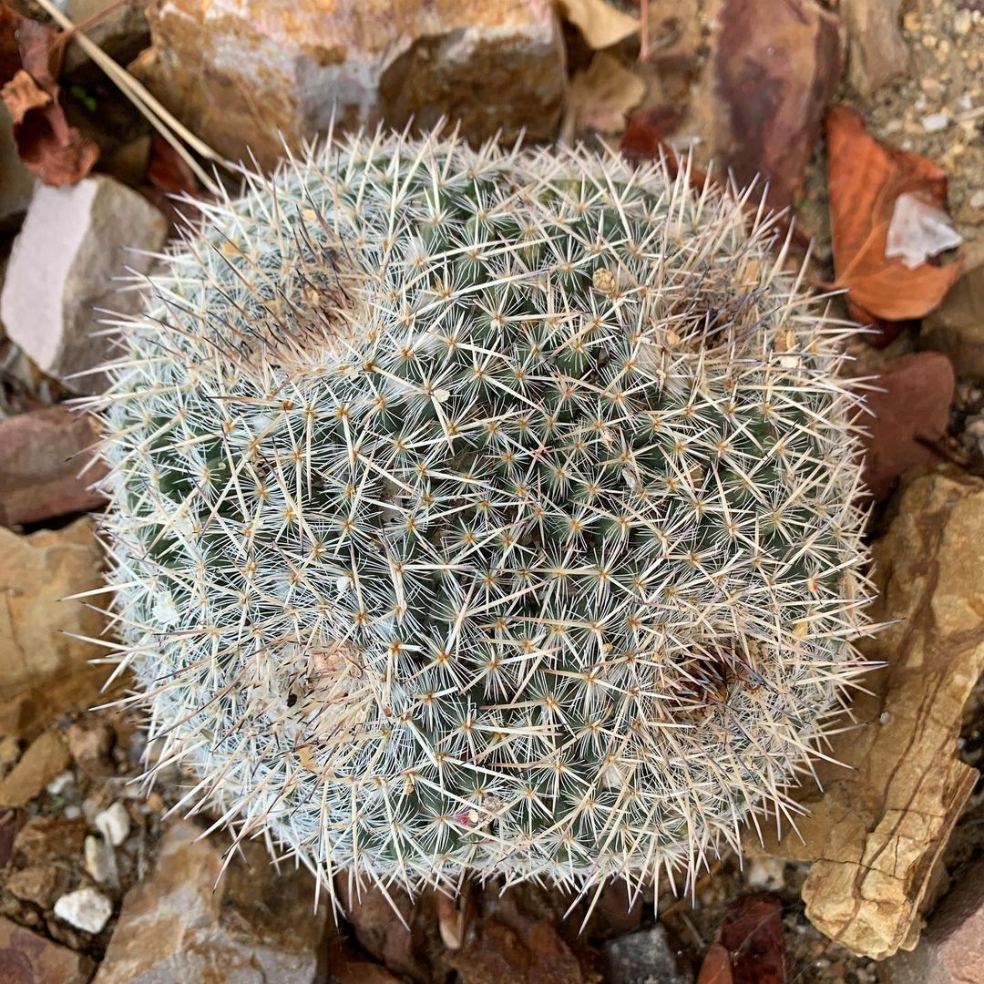 The Gardens at Springs Preserve (Las Vegas, Nevada)
