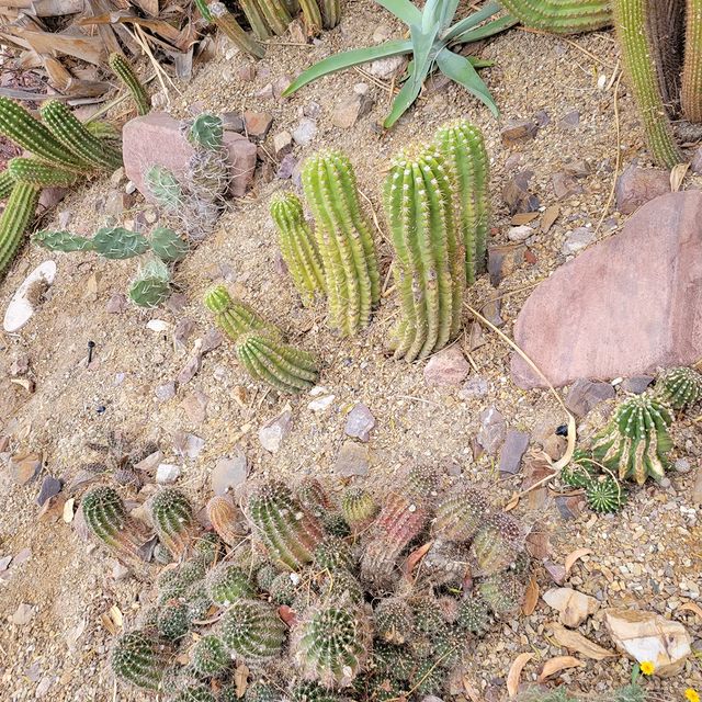 Succulents at Springs Preserve