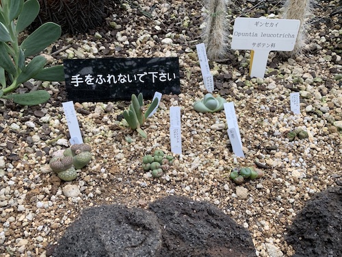 Cover for Succulents at The Greenhouse of Shinjuku Gyoen National Garden 新宿御苑 (Tokyo, Japan)