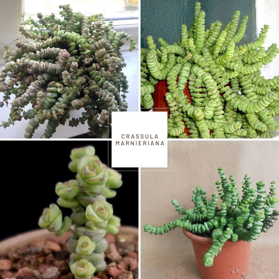 Jade Necklace (Crassula marnieriana)