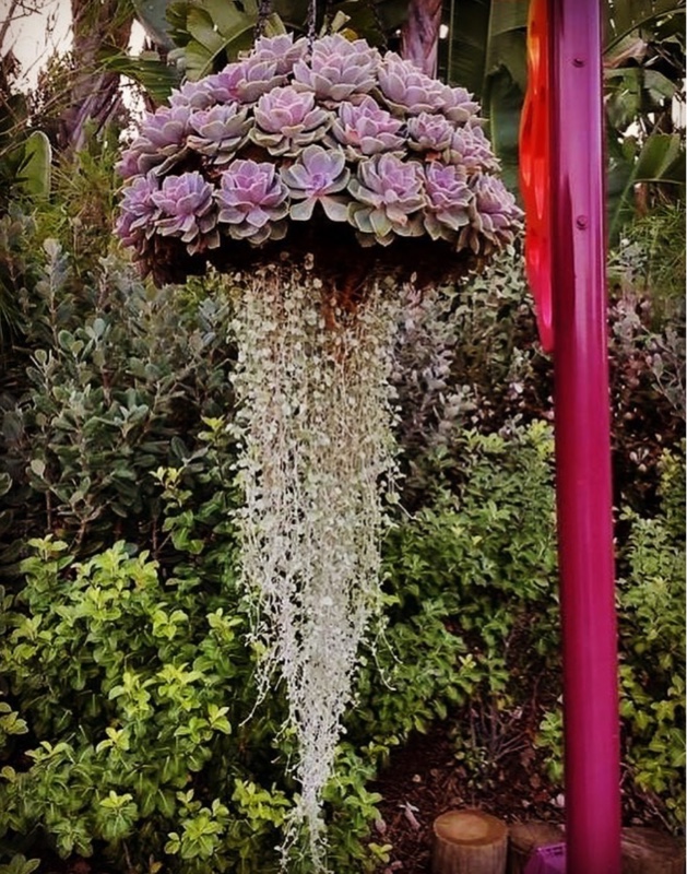 Jellyfish Succulents by @succulentjoy on Instagram