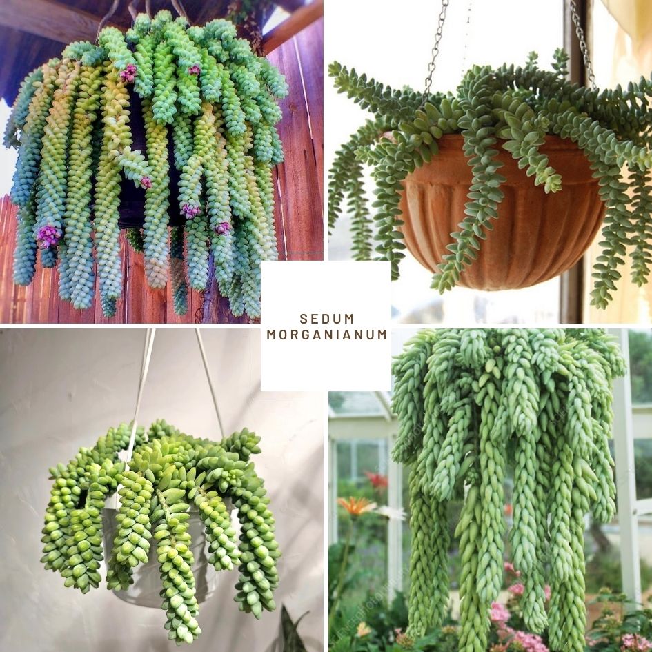 Burro's Tail (Sedum morganianum)
