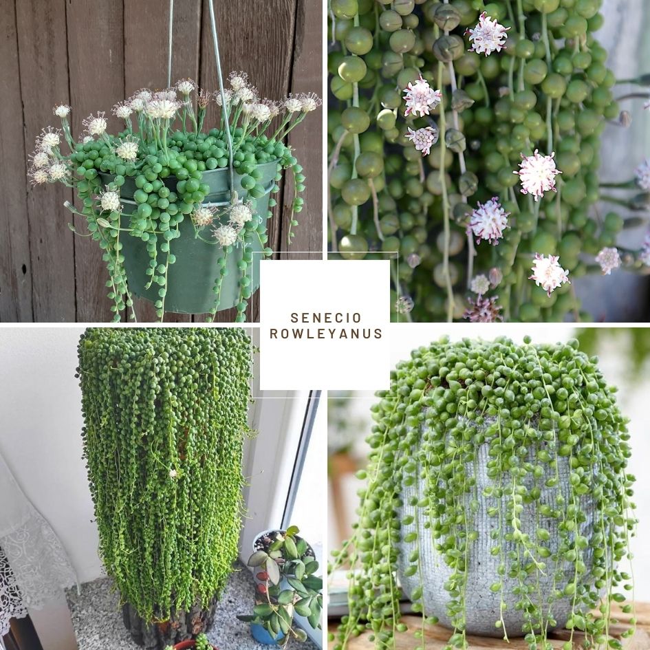String of Pearls (Senecio rowleyanus)