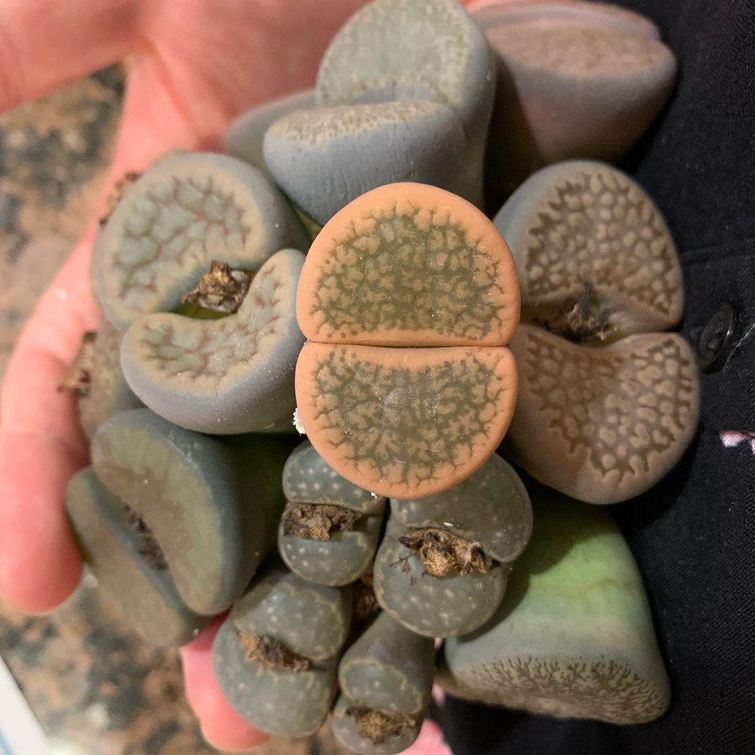 Cover for Secret: Where To Buy Lithops